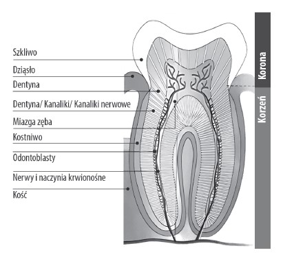 Przekrój anatomiczny zęba z podpisanymi elementami: szkliwo, dziąsło, zębina, kanaliki nerwowe, miazga zęba, kostniwo, odontoblasty, nerwy i naczynia krwionośne oraz kość. Zaznaczono część korony i korzenia.