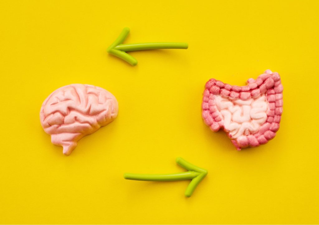 Mikrobiota jelit wpływa na działanie mózgu.