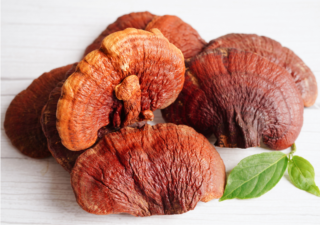 grzyby lecznicze. reishi właściwości. reishi na co