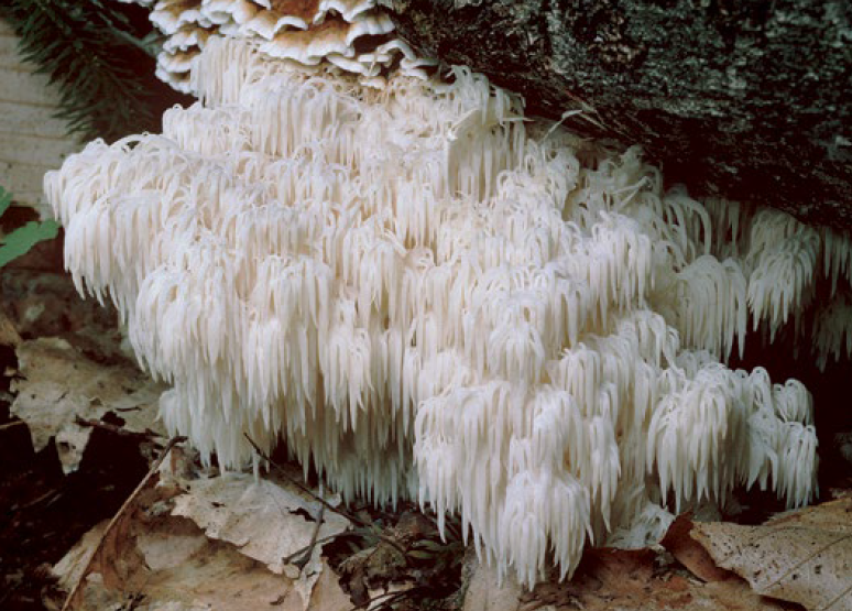 Soplówka jeżowata (Lion’s Mane, Hericium erinaceus)
